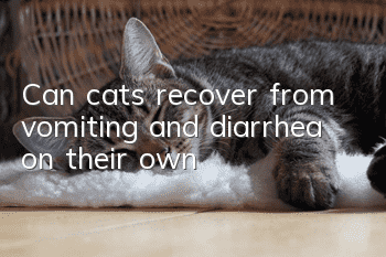 Can cats recover from vomiting and diarrhea on their own?