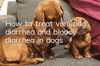 How to treat vomiting, diarrhea and bloody diarrhea in dogs