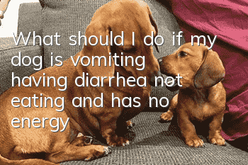 What should I do if my dog is vomiting, having diarrhea, not eating, and has no energy?