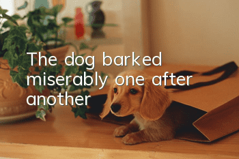 The dog barked miserably one after another