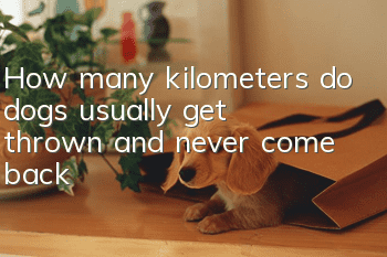 How many kilometers do dogs usually get thrown and never come back?