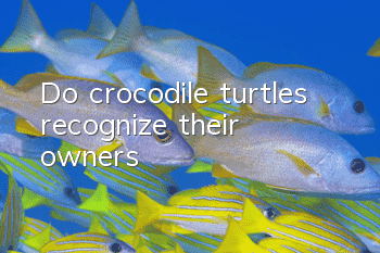 Do crocodile turtles recognize their owners?