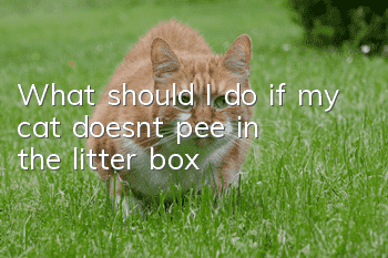 What should I do if my cat doesn’t pee in the litter box?
