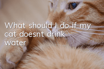 What should I do if my cat doesn’t drink water?