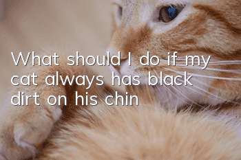 What should I do if my cat always has black dirt on his chin?