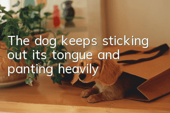 The dog keeps sticking out its tongue and panting heavily
