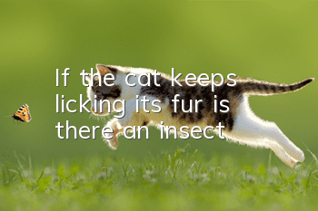 If the cat keeps licking its fur, is there an insect?