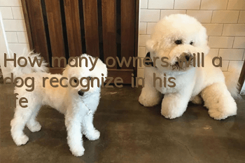 How many owners will a dog recognize in his life?