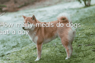 How many meals do dogs eat a day?