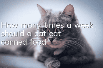 How many times a week should a cat eat canned food?
