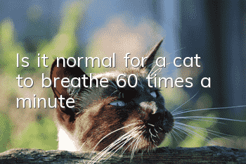 Is it normal for a cat to breathe 60 times a minute?
