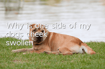 Why is one side of my dog's cheek swollen?