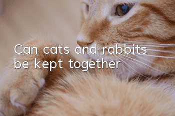 Can cats and rabbits be kept together?