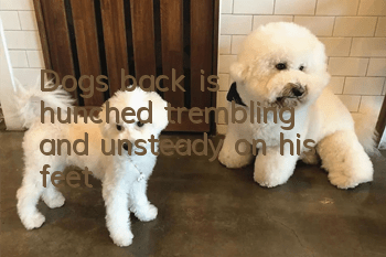 Dog's back is hunched, trembling, and unsteady on his feet