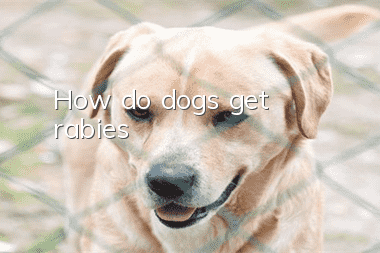 How do dogs get rabies?