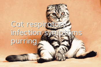 Cat respiratory infection symptoms purring