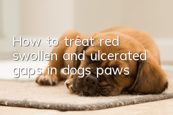 How to treat red, swollen and ulcerated gaps in dog’s paws
