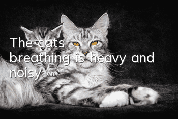 The cat's breathing is heavy and noisy