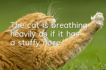 The cat is breathing heavily, as if it has a stuffy nose