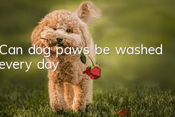 Can dog paws be washed every day?