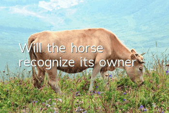 Will the horse recognize its owner?