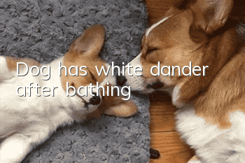 Dog has white dander after bathing