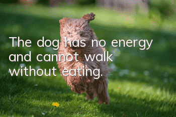 The dog has no energy and cannot walk without eating.