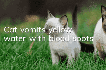 Cat vomits yellow water with blood spots