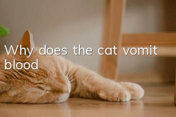 Why does the cat vomit blood?