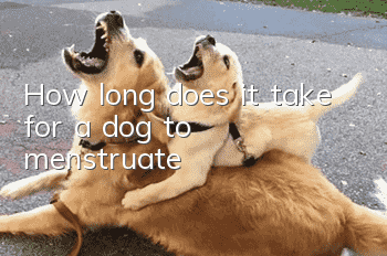 How long does it take for a dog to menstruate?
