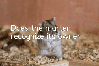 Does the marten recognize its owner?