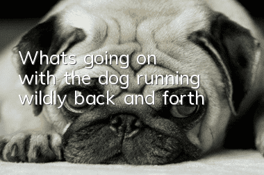 What's going on with the dog running wildly back and forth?