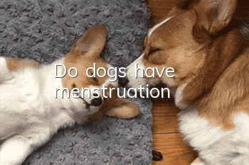 Do dogs have menstruation?