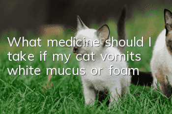What medicine should I take if my cat vomits white mucus or foam?