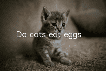 Do cats eat eggs?