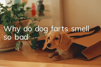 Why do dog farts smell so bad?