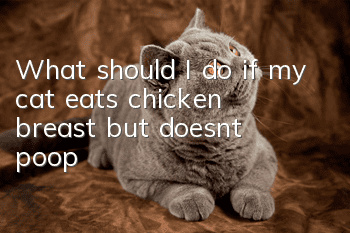 What should I do if my cat eats chicken breast but doesn’t poop?