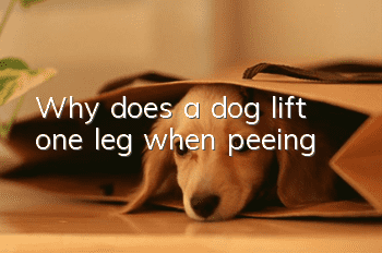 Why does a dog lift one leg when peeing?