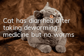 Cat has diarrhea after taking deworming medicine but no worms