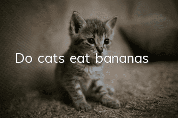 Do cats eat bananas?