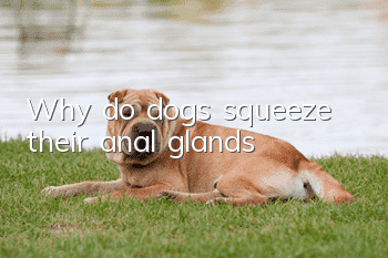 Why do dogs squeeze their anal glands?