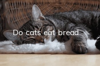 Do cats eat bread?