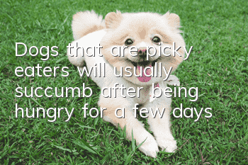 Dogs that are picky eaters will usually succumb after being hungry for a few days