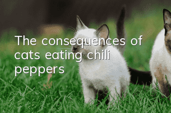 The consequences of cats eating chili peppers