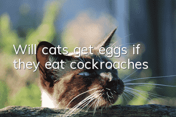 Will cats get eggs if they eat cockroaches?
