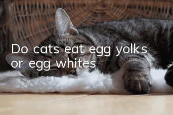 Do cats eat egg yolks or egg whites?