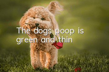 The dog's poop is green and thin