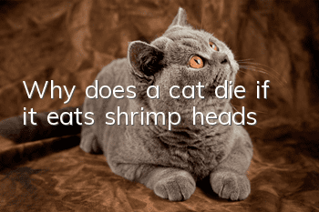 Why does a cat die if it eats shrimp heads?