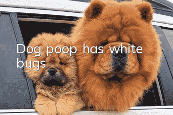 Dog poop has white bugs