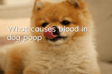 What causes blood in dog poop?